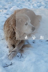 来分期逾期卡里一有钱就扣吗 来分期逾期卡里一有钱就扣吗