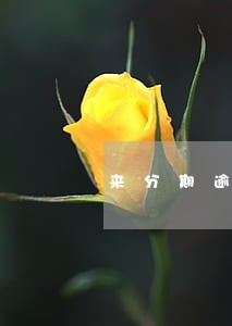 来分期逾期发短信还有退订 来分期逾期发短信还有退订