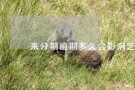 来分期逾期多久会影响芝麻分 来分期逾期多久会影响芝麻分