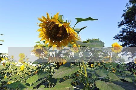 来分期逾期多久会打紧急联系人 来分期逾期多久会打紧急联系人