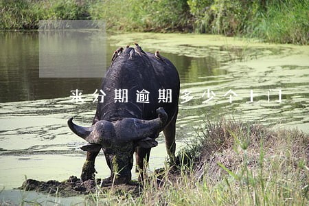 来分期逾期多少个上门 来分期逾期多少个上门