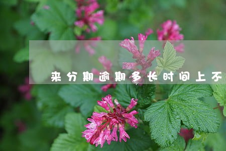 来分期逾期多长时间上不上征信 来分期逾期多长时间上不上征信