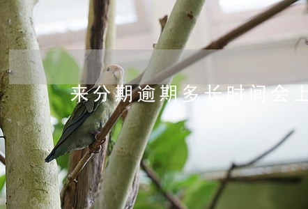 来分期逾期多长时间会上征信 来分期逾期多长时间会上征信