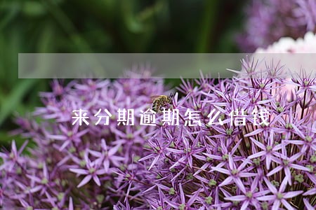 来分期逾期怎么借钱 来分期逾期怎么借钱