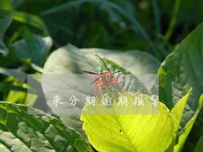 来分期逾期报警 来分期逾期报警