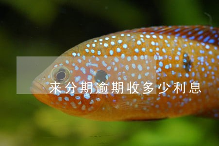 来分期逾期收多少利息