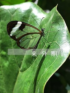 来分期逾期是怎么通知的 来分期逾期是怎么通知的
