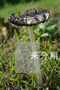 来分期逾期最长多久 来分期逾期最长多久