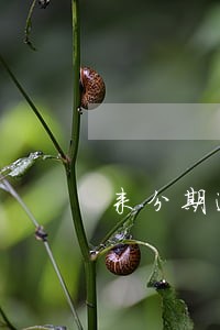 来分期逾期未了怎么还钱 来分期逾期未了怎么还钱