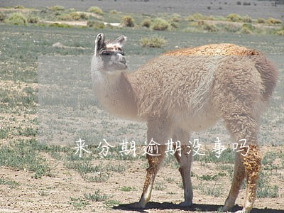 来分期逾期没事吗 来分期逾期没事吗