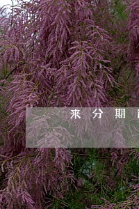 来分期逾期没还会上征信吗 来分期逾期没还会上征信吗