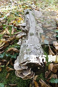 来分期逾期滞纳金太高了 来分期逾期滞纳金太高了