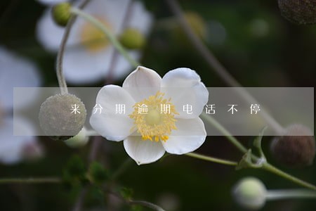 来分期逾期电话不停 来分期逾期电话不停