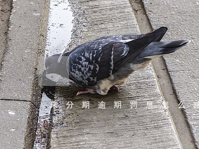 来分期逾期罚息怎么减 来分期逾期罚息怎么减