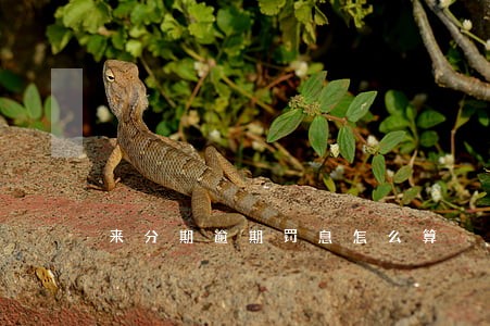 来分期逾期罚息怎么算 来分期逾期罚息怎么算