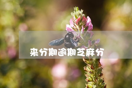 来分期逾期芝麻分 来分期逾期芝麻分
