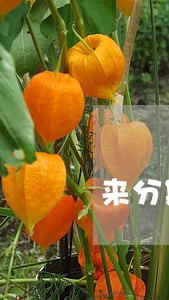 来分期逾期芝麻分降低 来分期逾期芝麻分降低