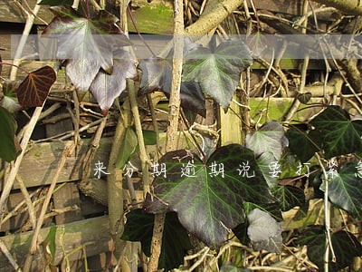 来分期逾期说要打紧急联系人 来分期逾期说要打紧急联系人