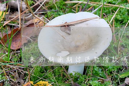 来分期逾期过还能借款吗 来分期逾期过还能借款吗