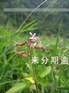 来分期逾期还款后会上征信吗 来分期逾期还款后会上征信吗