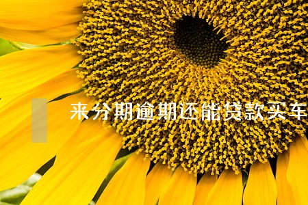 来分期逾期还能贷款买车吗 来分期逾期还能贷款买车吗
