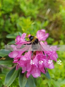 来分期逾期违约 来分期逾期违约