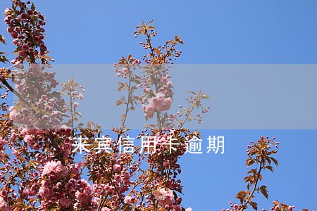 来宾信用卡逾期