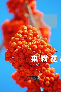 来我花逾期利息高吗