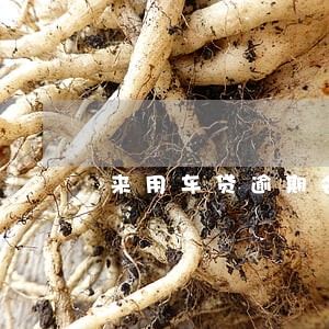 来用车贷逾期会有什么后果 来用车贷逾期会有什么后果