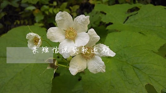 来短信说贷款逾期 来短信说贷款逾期