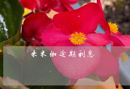来米伽逾期利息 来米伽逾期利息