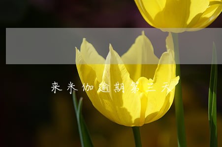 来米伽逾期第三天 来米伽逾期第三天