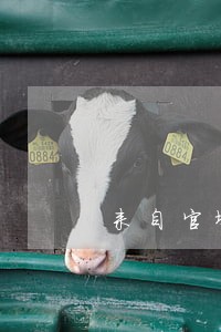 来自官墩 来自官墩