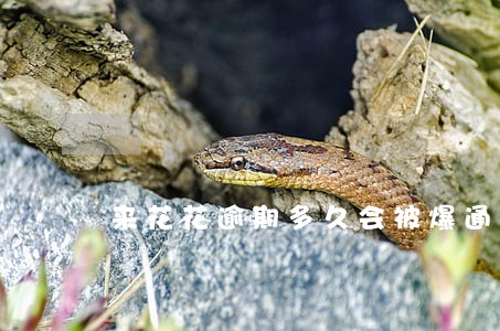 来花花逾期多久会被爆通讯录 来花花逾期多久会被爆通讯录