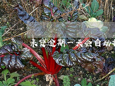 来贷逾期一天会自动扣款吗 来贷逾期一天会自动扣款吗