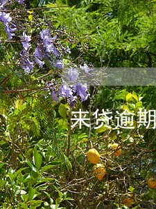 来贷逾期有什么后果 来贷逾期有什么后果