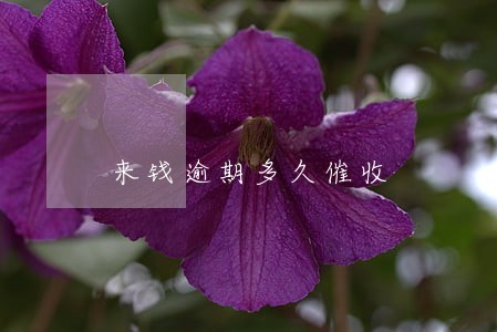 来钱逾期多久催收