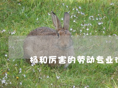 杨和厉害的劳动专业律师 杨和厉害的劳动专业律师