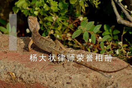 杨大状律师荣誉相册