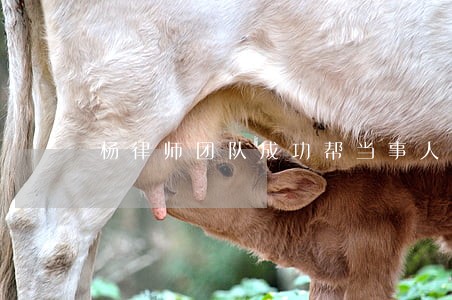 杨律师团队成功帮当事人调解离婚 杨律师团队成功帮当事人调解离婚