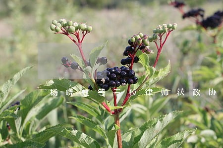 杨晓虹等三位律师获政协表彰 杨晓虹等三位律师获政协表彰