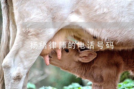 杨梧律师的电话号码 杨梧律师的电话号码