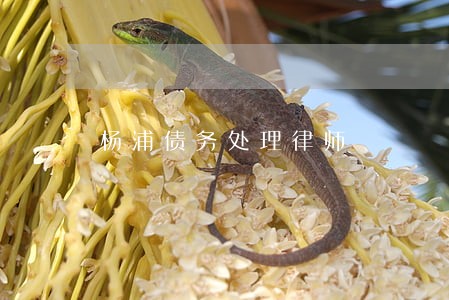 杨浦债务处理律师 杨浦债务处理律师