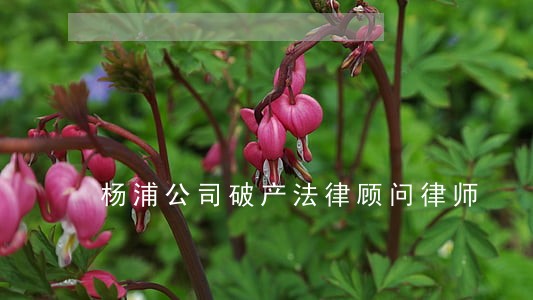 杨浦公司破产法律顾问律师 杨浦公司破产法律顾问律师