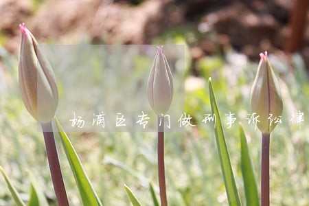 杨浦区专门做刑事诉讼律师收费 杨浦区专门做刑事诉讼律师收费