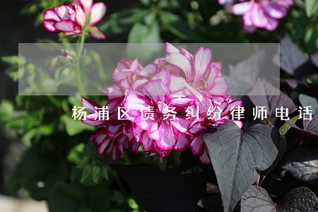 杨浦区债务纠纷律师电话多少 杨浦区债务纠纷律师电话多少