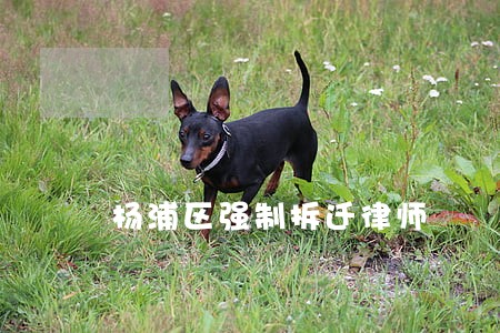 杨浦区强制拆迁律师 杨浦区强制拆迁律师