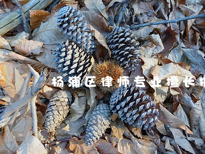 杨浦区律师专业擅长推荐
