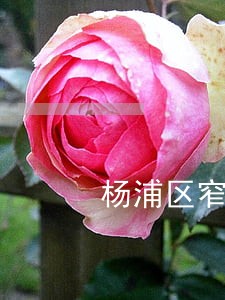 杨浦区窄道交通肇事诉讼多少钱