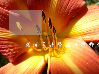 杨浦区请婚姻律师哪个好 杨浦区请婚姻律师哪个好